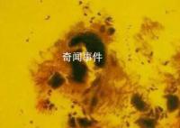 太阳表面惊现巨大黑子 太阳黑子对地球影响有哪些
