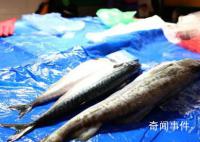 韩宣布向学校供应安全水产品 韩国民间对食品安全的担忧升级
