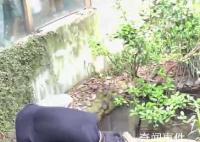 男子动物园鳄鱼池内打捞手机 视频引发网友关注