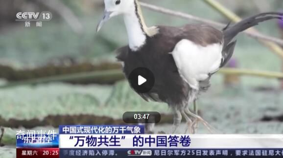 这是“万物共生”的中国答卷 一大批珍稀濒危物种得到有效保护