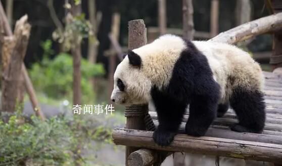 2游客被终生禁入成都大熊猫基地 因私自向大熊猫投喂违反相关规定