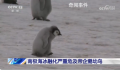 南极海冰融化致帝企鹅幼鸟被淹死 南极海冰提前融化