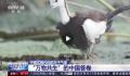 这是“万物共生”的中国答卷 一大批珍稀濒危物种得到有效保护