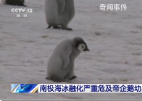 南极海冰融化致帝企鹅幼鸟被淹死 南极海冰提前融化