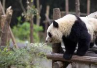 2游客被终生禁入成都大熊猫基地 因私自向大熊猫投喂违反相关规定