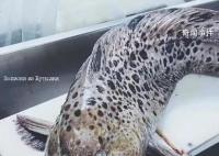 俄罗斯海岸惊现深海恐怖怪鱼 让人怀疑是外星恐怖生物一样