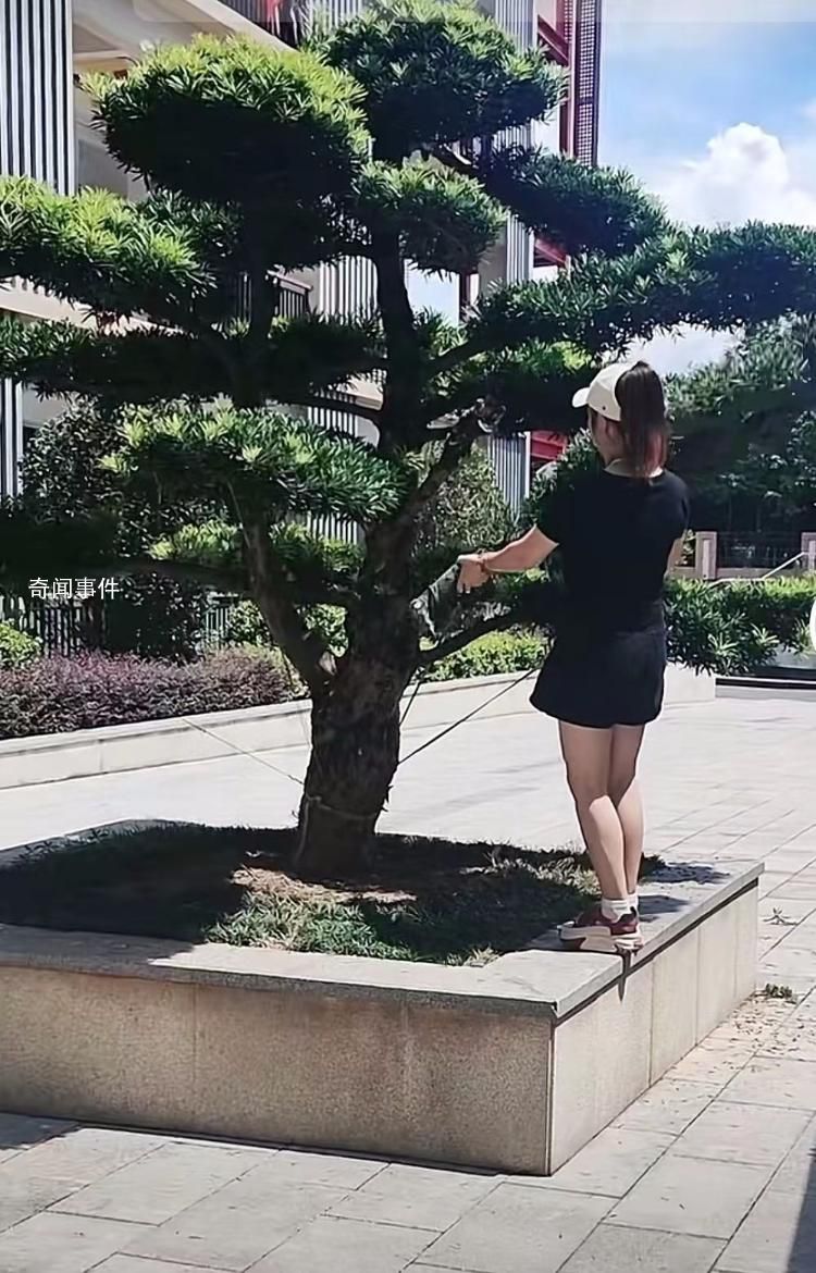 女子撞断绿化树枝被索赔8000 目前事情已经处理完毕
