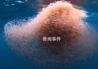 中国在南极意外发现海上粮仓 储量10亿吨可养活14亿人
