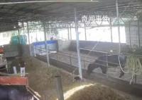 6岁男孩在牛棚玩耍被公牛顶撞离世 刚满6岁