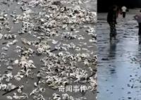 台风苏拉过境广东海滩现大量海鲜 市民直呼：捡不完根本捡不完