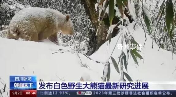 已知唯一野生白色熊猫确认为雄性 谜底揭晓