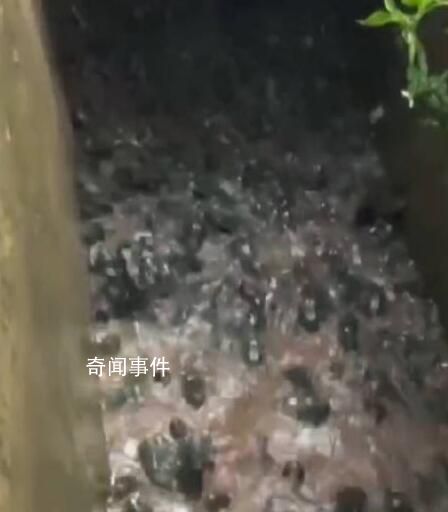 雨后养殖场牛蛙出逃村民狂捡 有的人捡了带走了有的归还给养殖场了