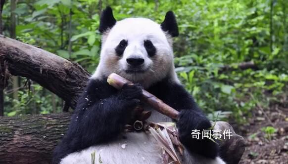 大熊猫花花没有妈妈了 大熊猫成功在兽舍内死亡