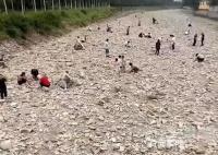 洪水过后出现碎金 村民河道捞金