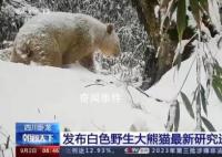 白色野生大熊猫最新研究进展 生存状态良好