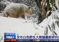 已知唯一野生白色熊猫确认为雄性 谜底揭晓
