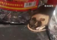老鼠咬坏白酒桶醉倒在超市 网友：快点通知家鼠