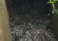雨后养殖场牛蛙出逃村民狂捡 有的人捡了带走了有的归还给养殖场了