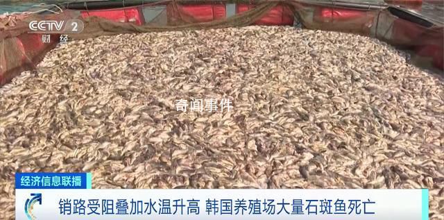 韩国石斑鱼大量死亡 相当于这里总饲养量的两成多