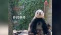 萌兰哥哥萌二也开始养鸟了 乌鸦踩在胡萝卜上享用窝头