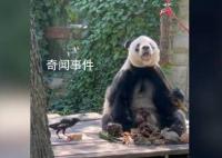 萌兰哥哥萌二也开始养鸟了 乌鸦踩在胡萝卜上享用窝头
