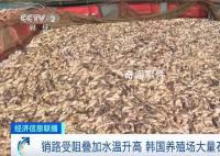 韩国石斑鱼大量死亡 相当于这里总饲养量的两成多