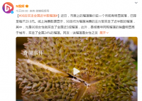90后买走全国近半数榴莲 网友：说榴莲是女性之友没一点毛病