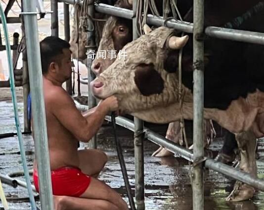活牛2分钟被强行灌水近50升 记者对该窝点开展了暗访调查