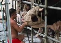 活牛2分钟被强行灌水近50升 记者对该窝点开展了暗访调查
