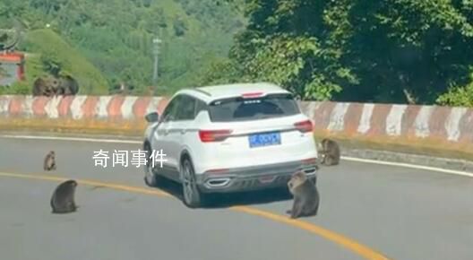景区回应猴子“排兵布阵”围堵汽车