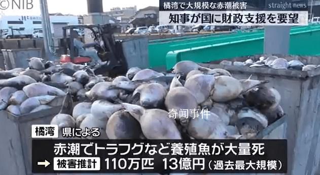 日本长崎百万条养殖鱼死亡 当地政府公布原因