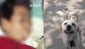 7岁娃被邻居家狗抓伤后离世 未能及时接种狂犬疫苗
