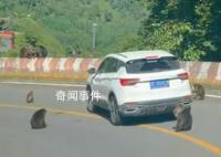 景区回应猴子“排兵布阵”围堵汽车