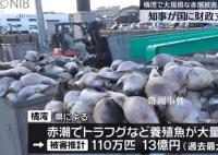 日本长崎百万条养殖鱼死亡 当地政府公布原因