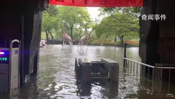 佛山动物园辟谣暴雨致动物出逃 消防人员在转移动物