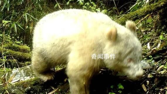 全球首只白色大熊猫最新研究成果 与其他大熊猫互动良好