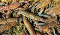 新疆沙漠里澳洲龙虾丰收啦 成为水产市场新宠