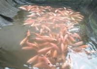 福建一金鱼养殖场因暴雨损失300万 因防范措施不到位导致养殖场内大量金鱼被冲走