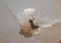 现场:广东洪水瞬间冲倒四五米高墙
