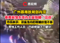2万一条的锦鲤趁暴雨出逃?宾馆回应