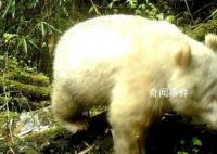 全球首只白色大熊猫最新研究成果 与其他大熊猫互动良好