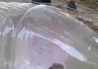 村庄出现上千条眼镜蛇?当地回应
