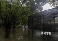 暴雨后的动物园:猛兽显得暴躁