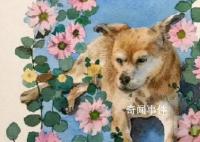 网红流浪狗“黄主任”去世了 一路走好