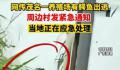 镇政府回应暴雨致养殖场鳄鱼出逃 确有此事正在抓捕
