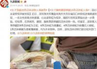 女子身体绑藏15条活蛇入境被查 该批活体动物已移交相关部门处理