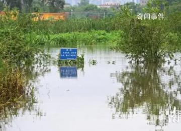 养殖场疑多条鳄鱼出逃 民兵称将击毙