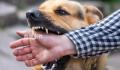 狂犬病潜伏期十几年?专家辟谣