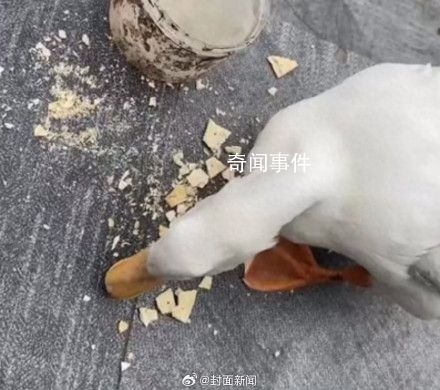 男子抓柯尔鸭当肉鸭吃赔了8千元 是只价值不菲的宠物