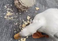 男子抓柯尔鸭当肉鸭吃赔了8千元 是只价值不菲的宠物